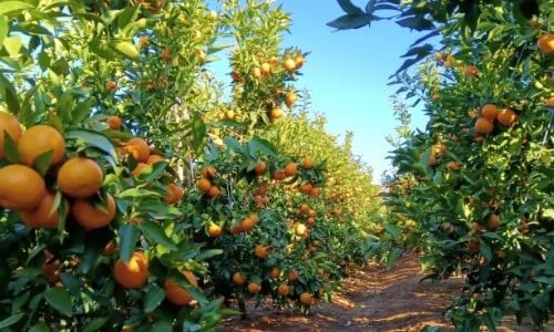 orchards