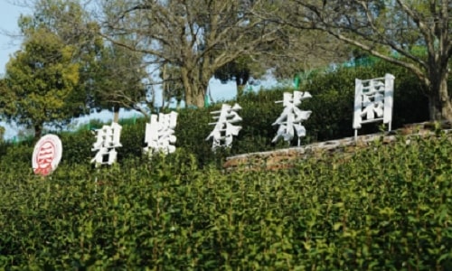 tea-plantation