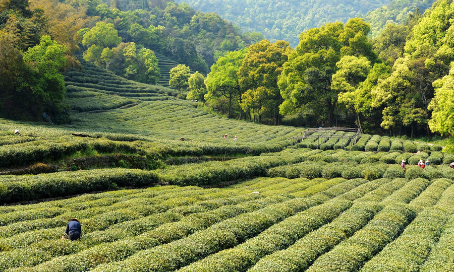 Meijiawu Tea Plantation4