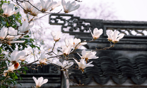 Flowers-1